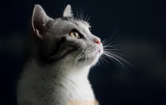 猫吐猫粮是什么原因 吐出来的猫粮是完整的,知道为什么吗(图1)