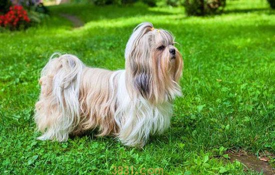 西施犬哪个颜色更纯 西施犬什么颜色最好(图1)