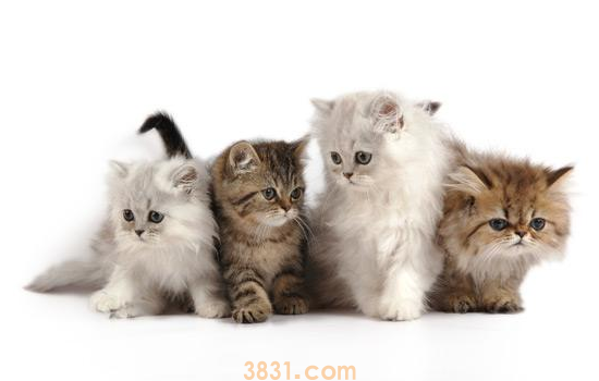 幼猫泪痕怎么去除 猫咪出现泪痕肯定和日常饲养有关系啊!(图1)