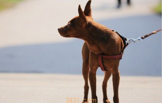 自制纸盒豪华狗窝步骤 漂亮的自制纸盒狗窝(图1)