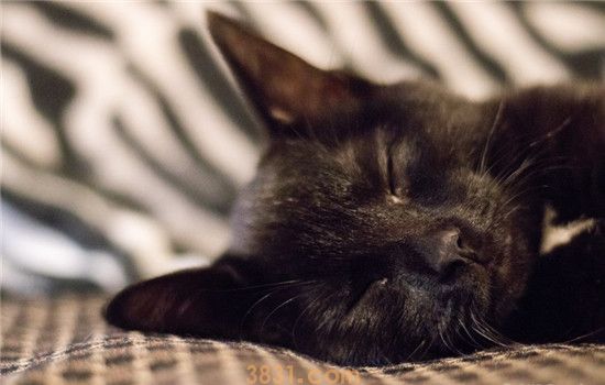猫咪胃炎是怎么得的 猫咪胃炎分为急性和慢性(图1)