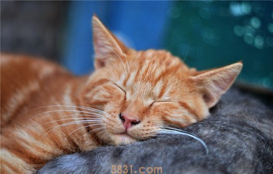 猫咪胃炎是怎么得的 猫咪胃炎分为急性和慢性(图2)