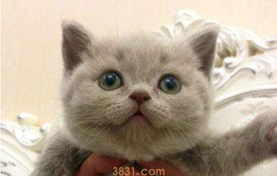 蓝猫为啥生出丁香色 丁香色的蓝猫还非常值钱呢!(图1)
