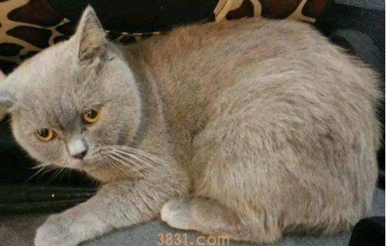 蓝猫为啥生出丁香色 丁香色的蓝猫还非常值钱呢!(图2)