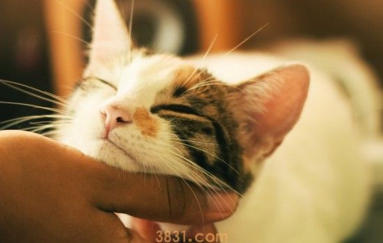 猫应激反应几天传腹 注意不要刺激猫咪呀(图2)