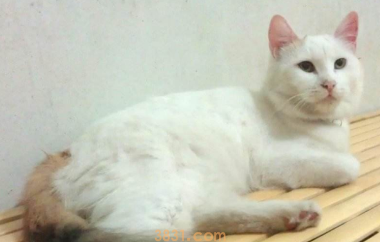 自制捉猫陷阱 教你做一个捉猫陷阱吧!(图1)