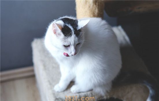 猫一边脸肿大包 猫咪脸肿是怎么了(图1)