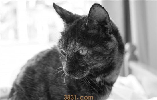 猫一边脸肿大包 猫咪脸肿是怎么了(图2)