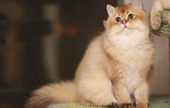 避蚊胺对猫有害吗 当然有害了,给猫咪用简直是让它丢猫命(图1)