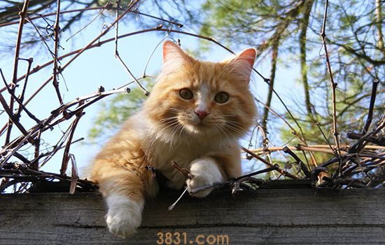 被猫抓伤会得狂犬病吗 千万别小看喵主子的威力!(图1)