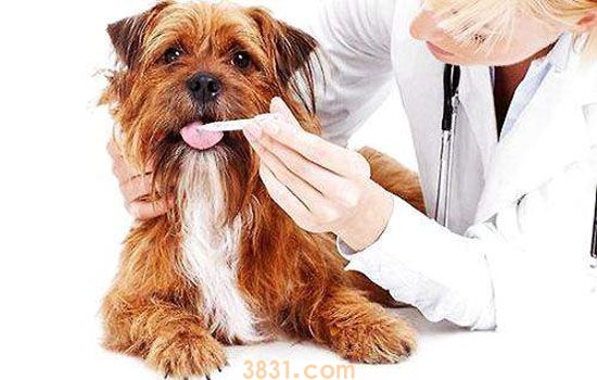 速诺50mg用法 犬猫专用阿莫西林用法(图1)