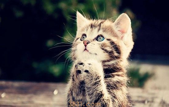 猫生骨肉的做法 主人赶紧看看吧(图1)