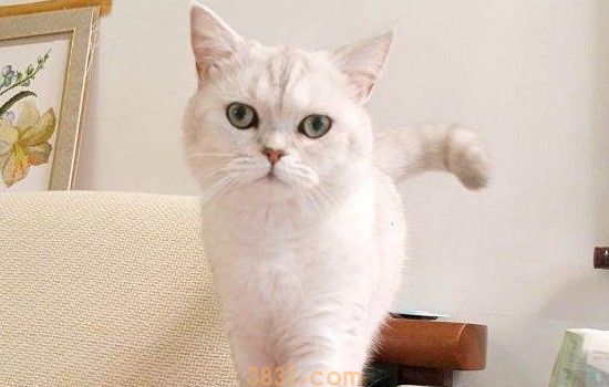 猫生完小猫流血 主人要随时观察猫咪情况(图1)