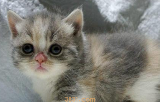 猫咪一出门就拉屎 猫咪一出门就拉稀这种你搞清原因没?(图1)