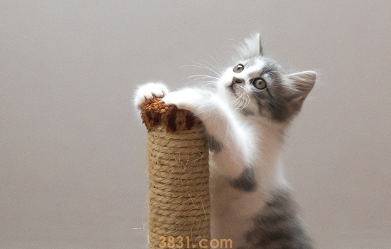 猫拆家怎么办 这四招可以试试(图2)