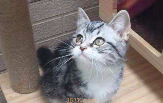 家里多猫有一只有猫藓 猫藓需要尽快隔离开,别给你感染了!(图1)