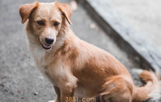 中华田园犬有哪些优点 中华田园犬的所有优点(图1)