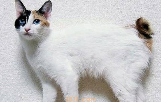 小猫喝什么奶 给小猫喝奶就不要随心情了!(图1)