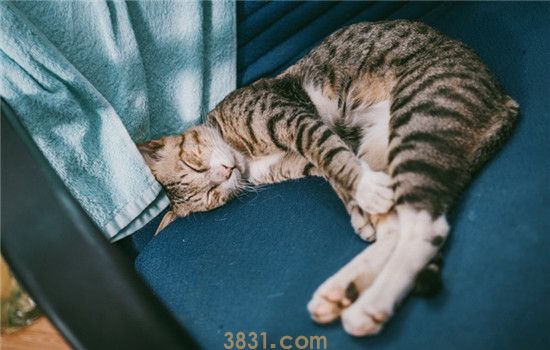 猫为什么会得关节炎 猫咪得关节炎如何治疗(图1)