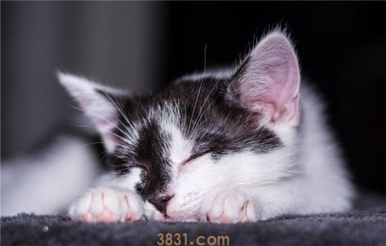 猫为什么会得关节炎 猫咪得关节炎如何治疗(图2)