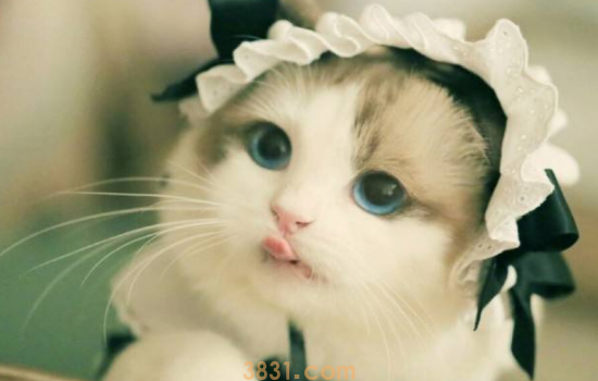 猫毛越长越硬 猫毛有的时候撸起来都扎手吧!(图1)