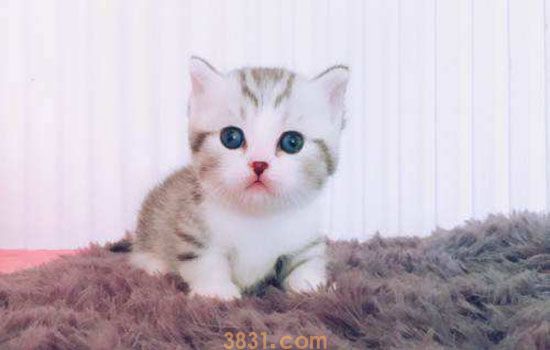 2个月小猫感冒吃什么药 分清是否流感对症下药(图2)