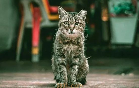 被猫抓了一下红色划痕 不是所有的猫抓都会感染的(图1)
