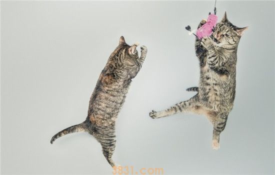 猫什么时候剪指甲 为什么要给猫咪剪指甲(图1)