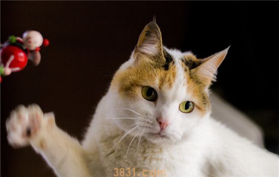 猫什么时候剪指甲 为什么要给猫咪剪指甲(图2)
