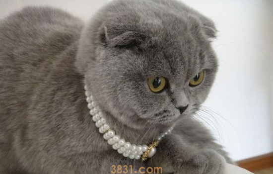 猫传腹怎么预防 预防猫传腹这些必备的知识你都需要知道!(图1)