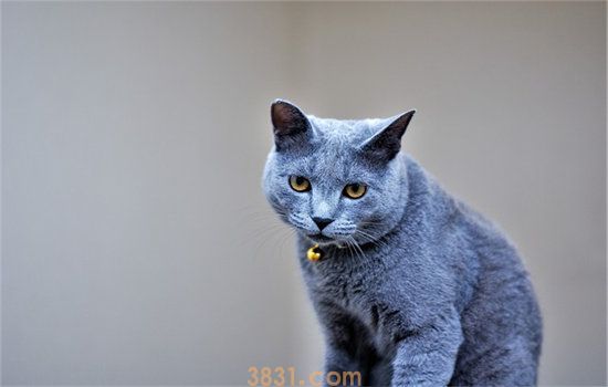 蓝猫多久洗一次澡(图1)