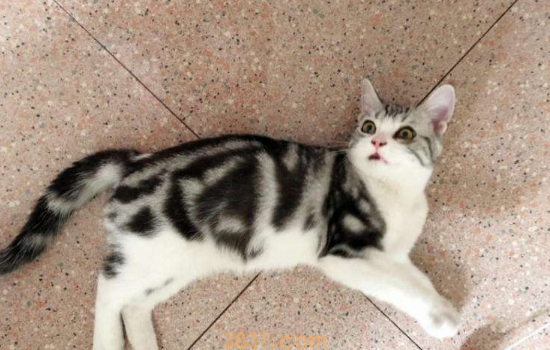 猫乳头旁边长黑色点点 毛囊炎可能会存在传染的可能呦!(图1)
