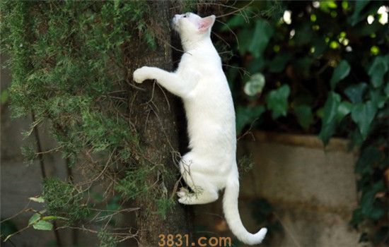 猫咪不能吃什么 猫咪不能吃的四种东西(图1)