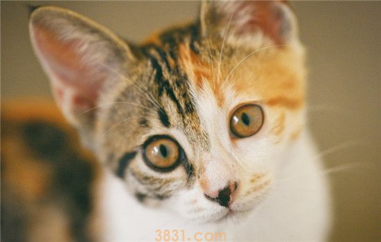 猫绝对不能吃的食物 喂这些食物是害猫而不是爱猫(图1)
