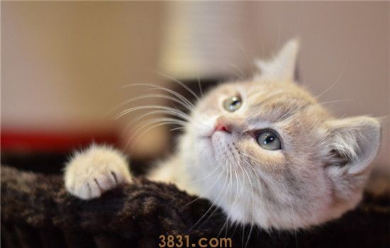 猫咪为啥老咬主人的脚 猫咪咬主人的脚是饿了吗(图1)