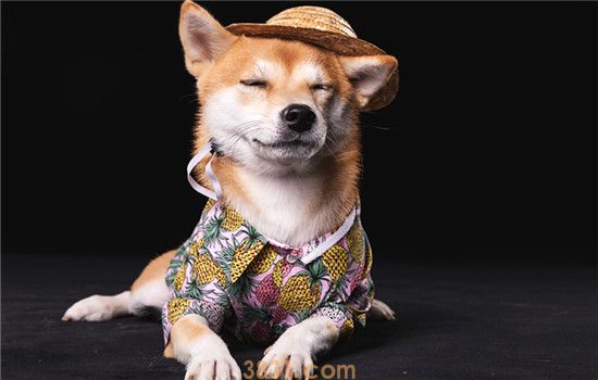 柴犬属于小型还是中型(图1)