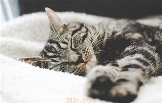 猫咪为什么没事刨地 猫咪刨地的原因有什么(图2)