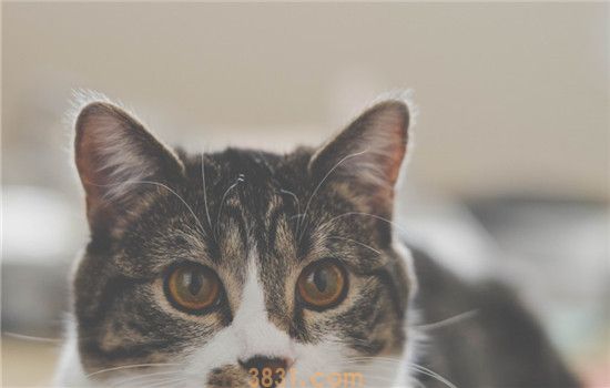 猫咪为什么喜欢吃海苔 猫咪可以吃海苔吗(图1)