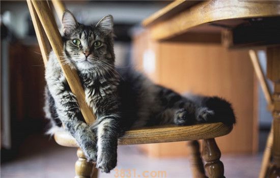 猫吐黄水拉稀 猫咪呕吐腹泻的原因是什么(图1)
