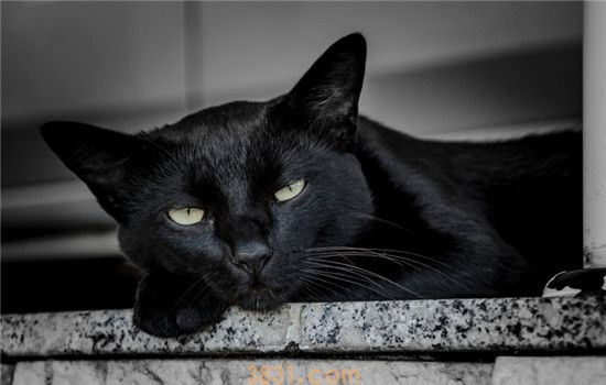 猫吐黄水拉稀 猫咪呕吐腹泻的原因是什么(图2)