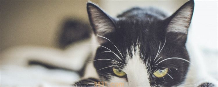 猫不爱喝水的原因(图1)