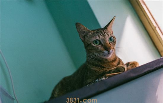 猫用人的沐浴露会怎么样 给猫洗澡应该用什么沐浴露(图2)