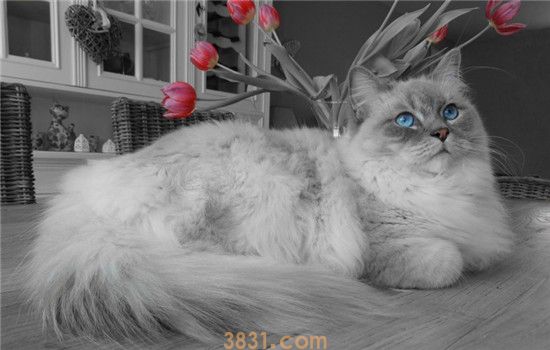 猫用人的沐浴露会怎么样 给猫洗澡应该用什么沐浴露(图1)
