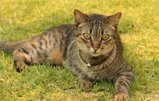 猫不吃药怎么办 怎么给猫喂药比较好(图1)