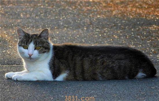 猫不吃药怎么办 怎么给猫喂药比较好(图2)
