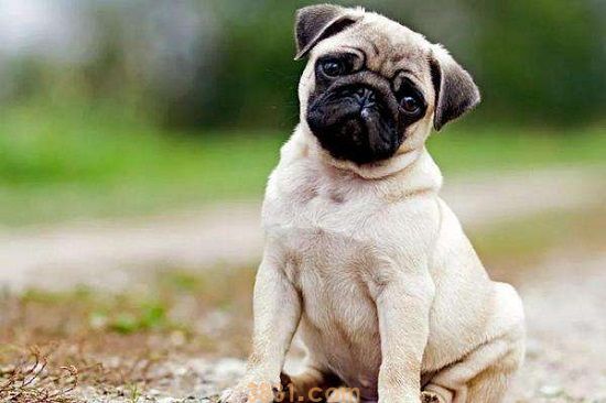 巴哥犬几种颜色(图1)