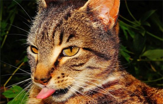 猫口腔溃疡是什么引起的 猫咪口腔溃疡的症状是什么(图1)