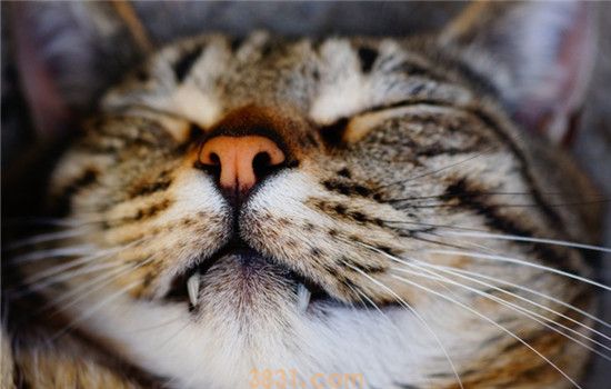 猫口腔溃疡是什么引起的 猫咪口腔溃疡的症状是什么(图2)