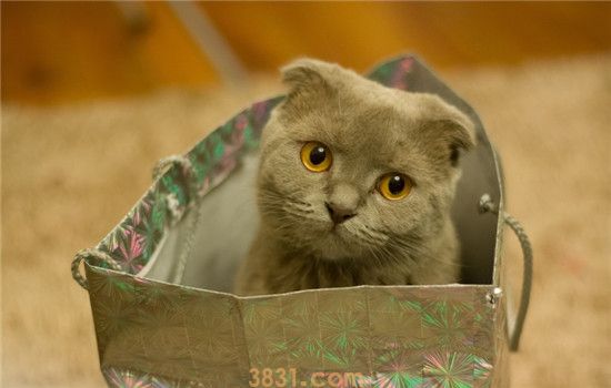 猫为什么不用猫砂盆 猫不使用猫砂盆的四个常见原因(图1)