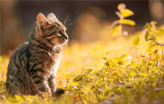猫薄荷是什么东西 猫薄荷对猫咪的身体有危害吗(图1)